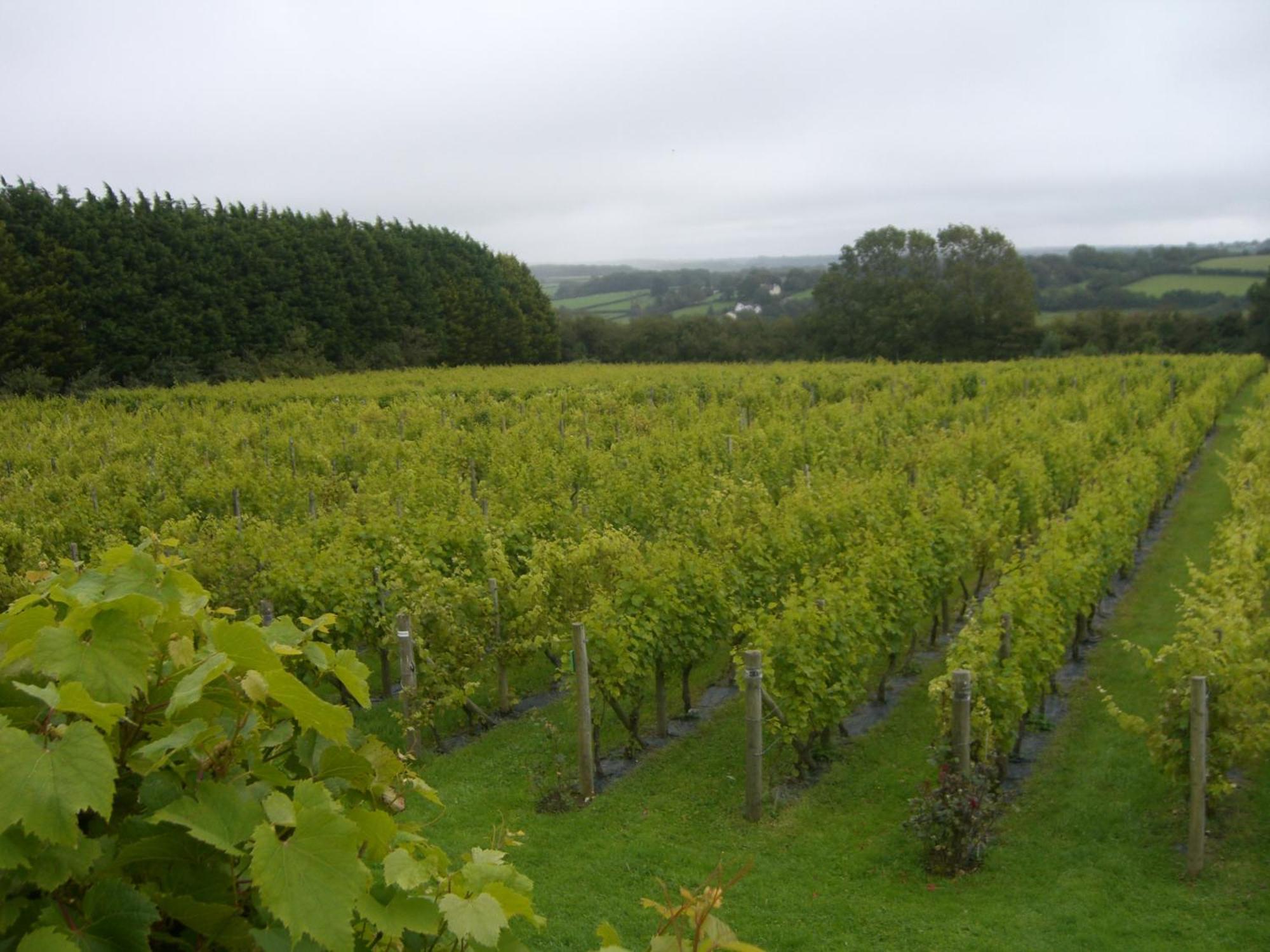 Hotel Glyndwr Vineyard à Cowbridge Extérieur photo