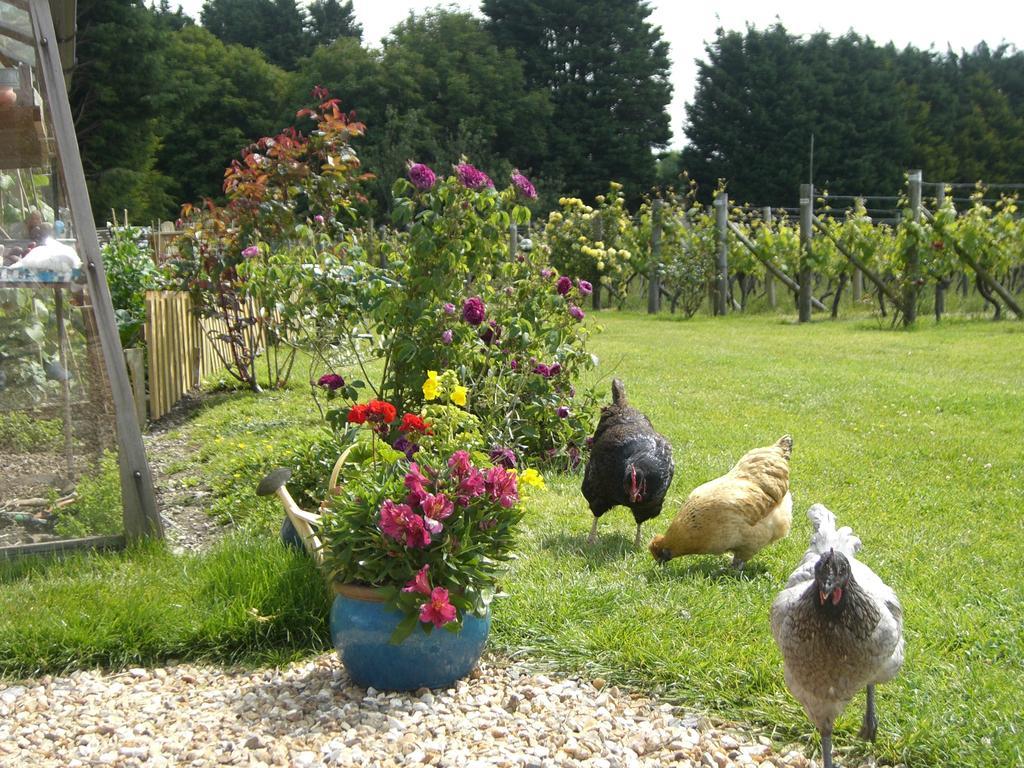 Hotel Glyndwr Vineyard à Cowbridge Extérieur photo